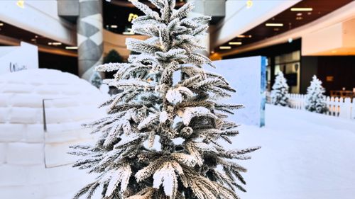 Free Christmas Tree Stock Photo