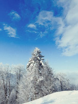 A peaceful winter scene with snow-laden trees under a clear blue sky.