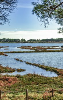 A tranquil scene of wetlands with lush vegetation under a bright blue sky.