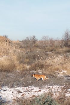 A ginger dog wandering through a snow-dusted winter wetland, surrounded by dry grasses.