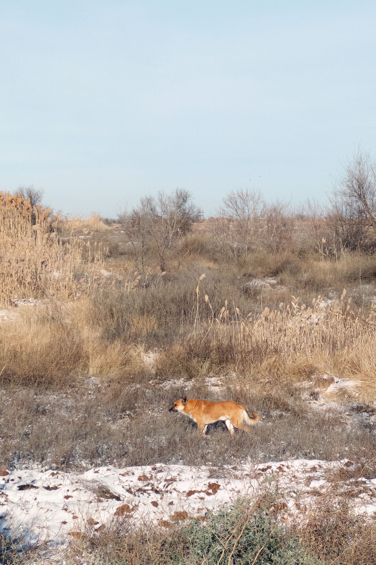 Feline Health and the Taurine Puzzle: A Deep Dive into Bioavailability