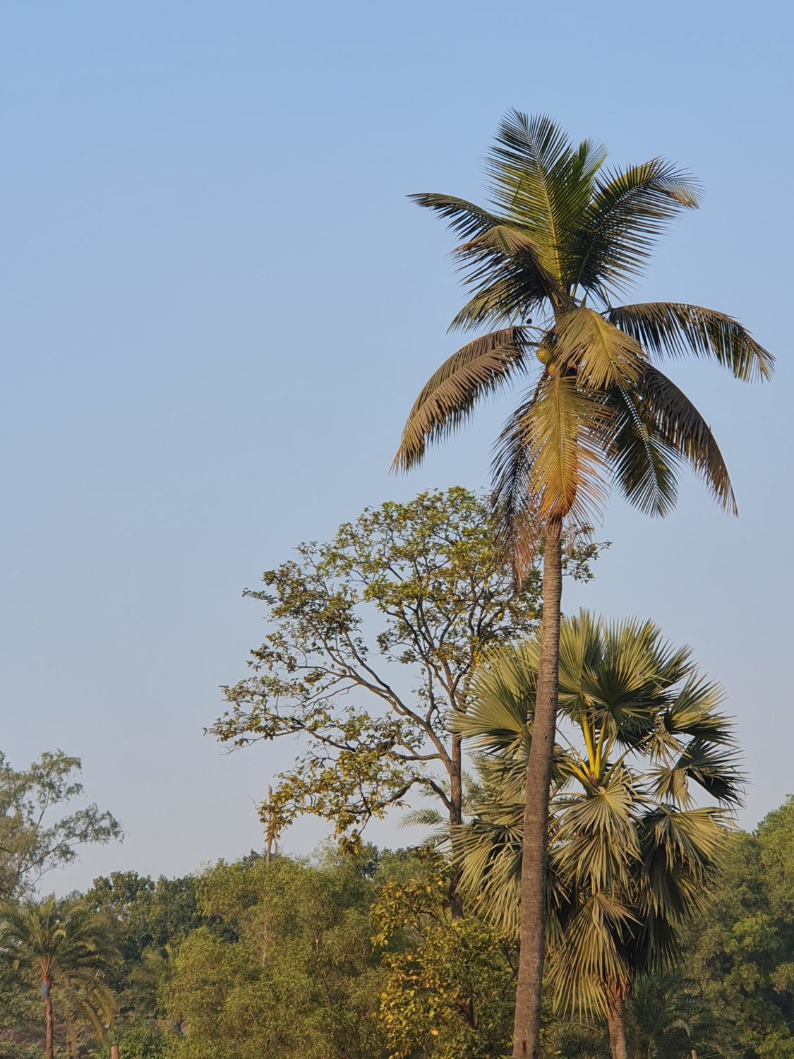 Tropical Coconut Tree Scenery in Gazipur · Free Stock Photo