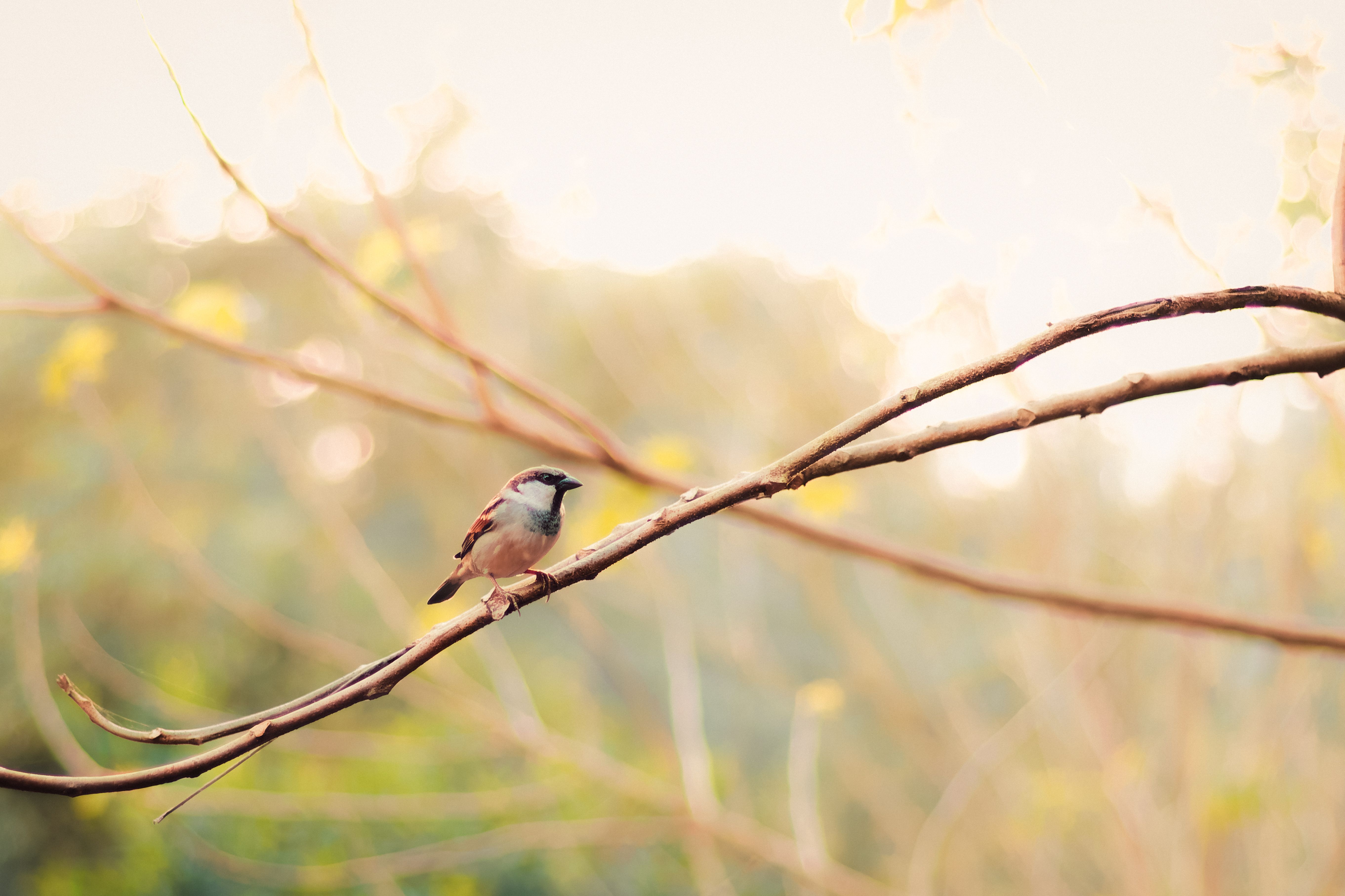 A close-up of a house sparrow perching on a branch during golden hour, capturing nature's beauty.