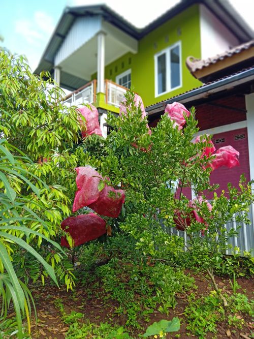 Free kebun Stock Photo