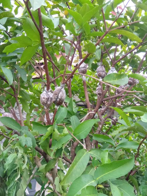 Free cengkok jambu air Stock Photo