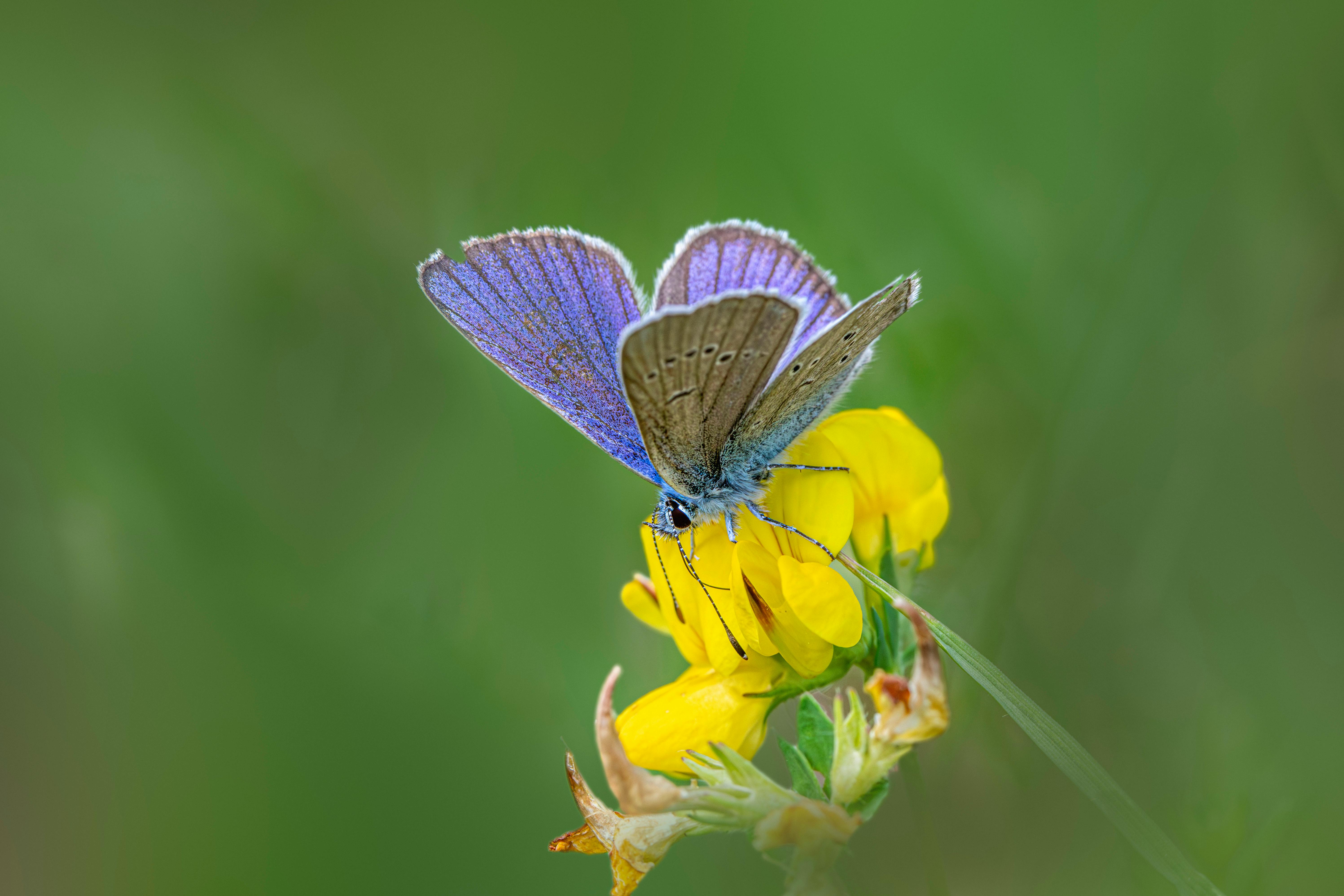 Detailed view of a Mazarine Blue butterfly perched on a vibrant yellow flower.