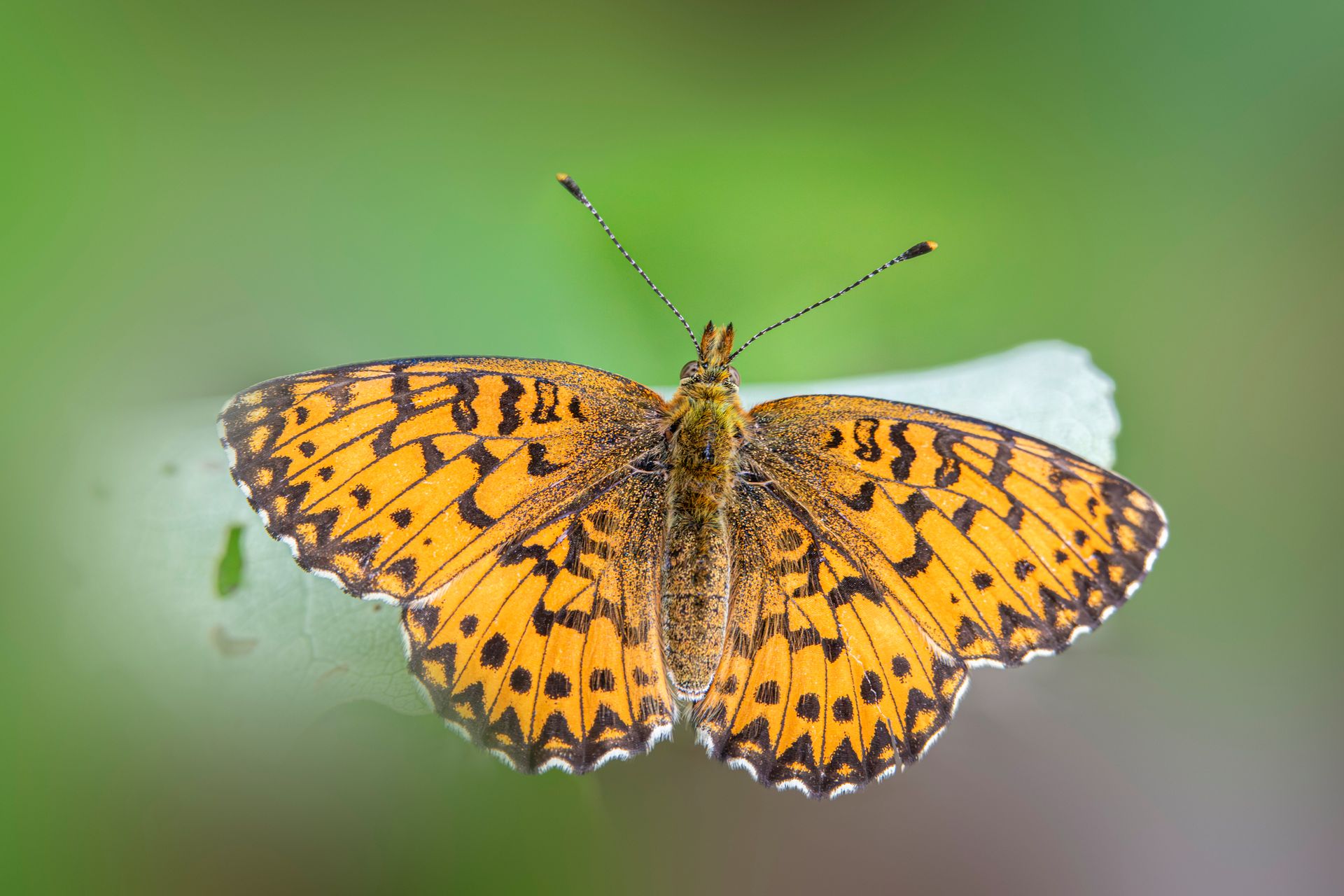 Free stock photo of behavior, boloria titania, breeding