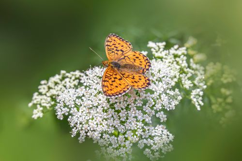 Free An orange butterfly resting on white flowers, showcasing vibrant wings in a natural setting. Stock Photo