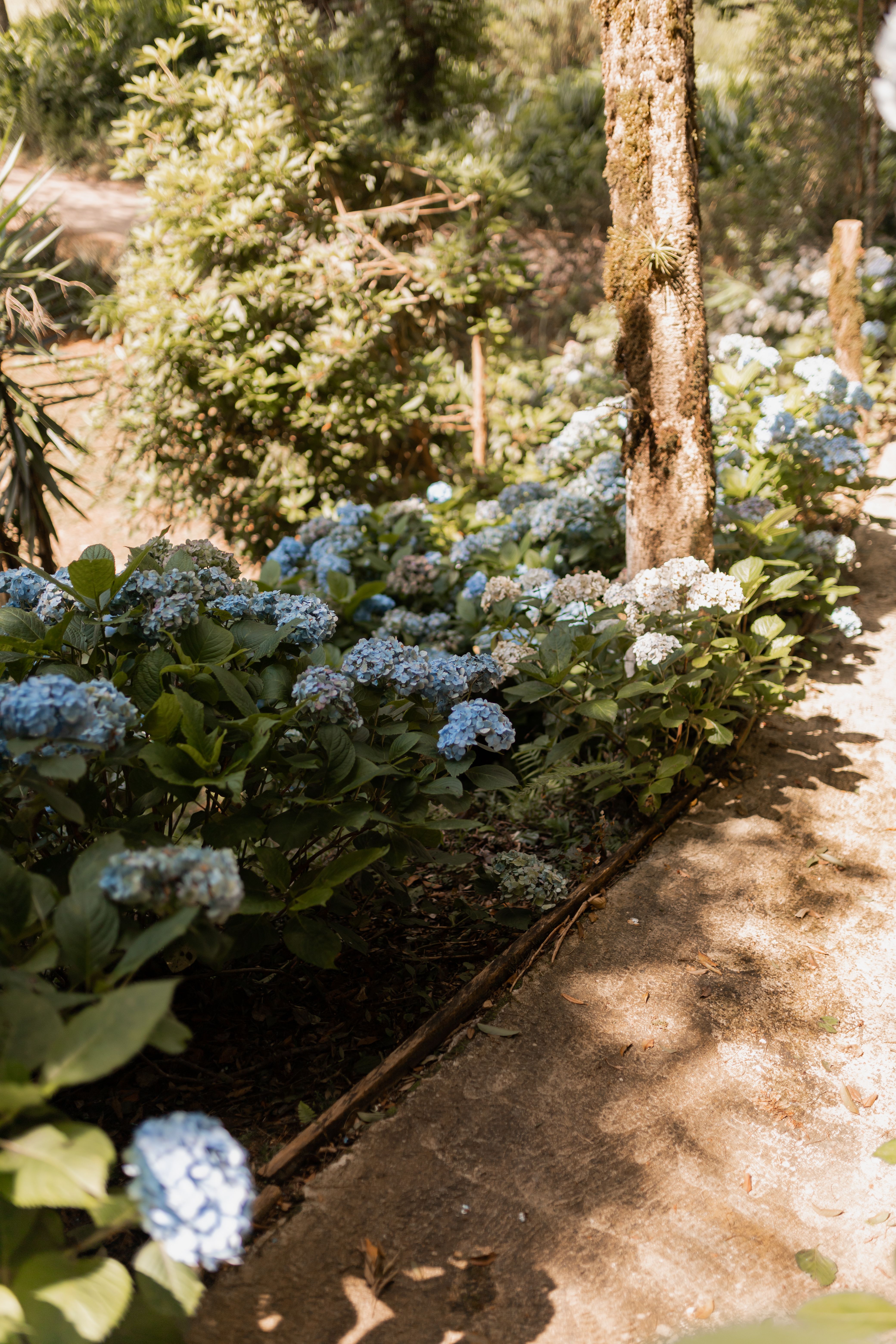 Blue Hydrangeas in Sunlit Garden Pathway · Free Stock Photo