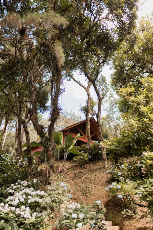 Free A beautiful forest cabin nestled among lush trees and blooming hydrangeas. Stock Photo