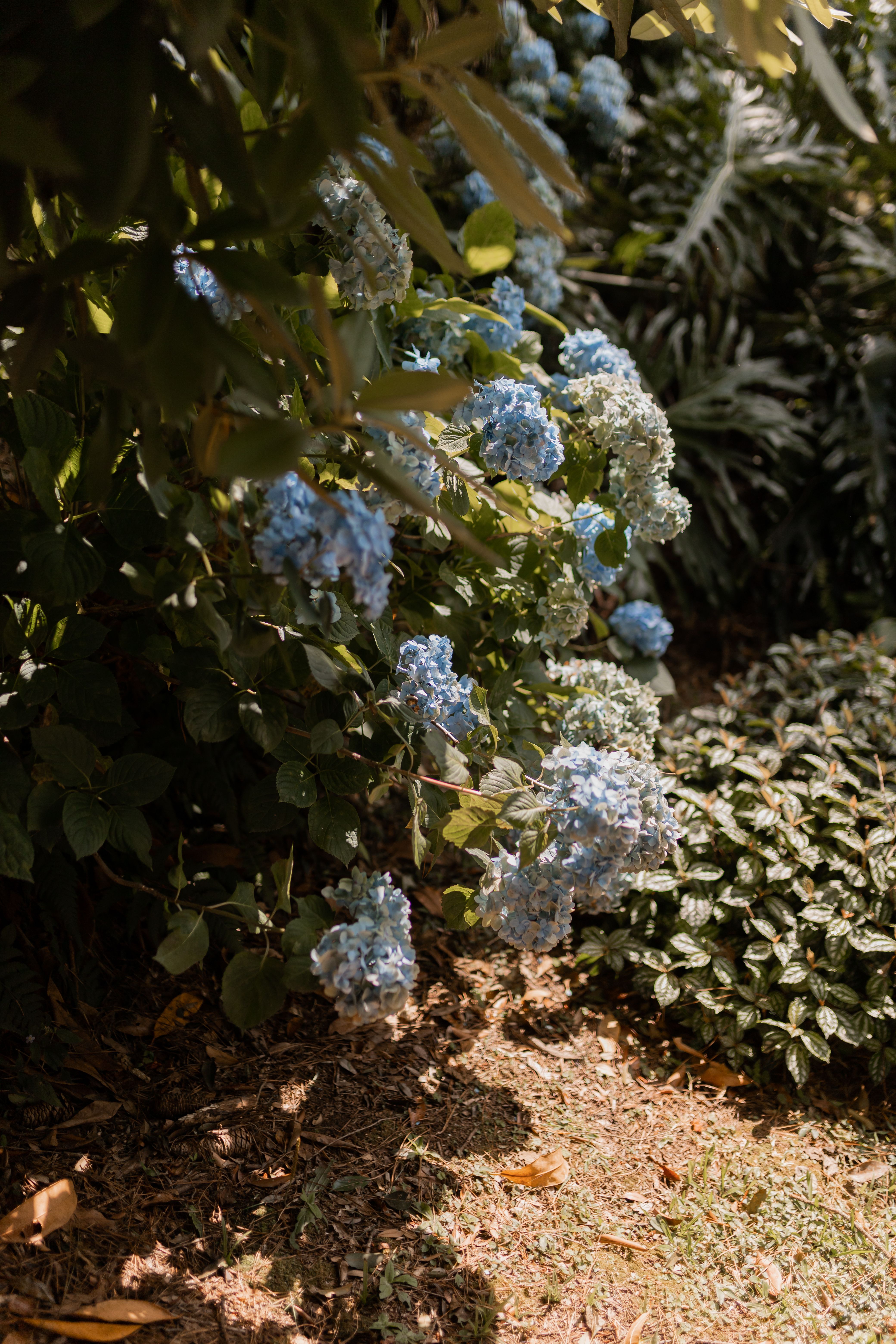 Lush Garden with Vibrant Blue Hydrangeas · Free Stock Photo