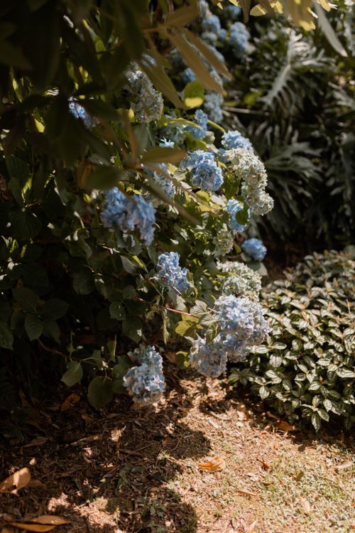 Free Beautiful blue hydrangeas in a sunlit garden create a serene natural scene. Stock Photo