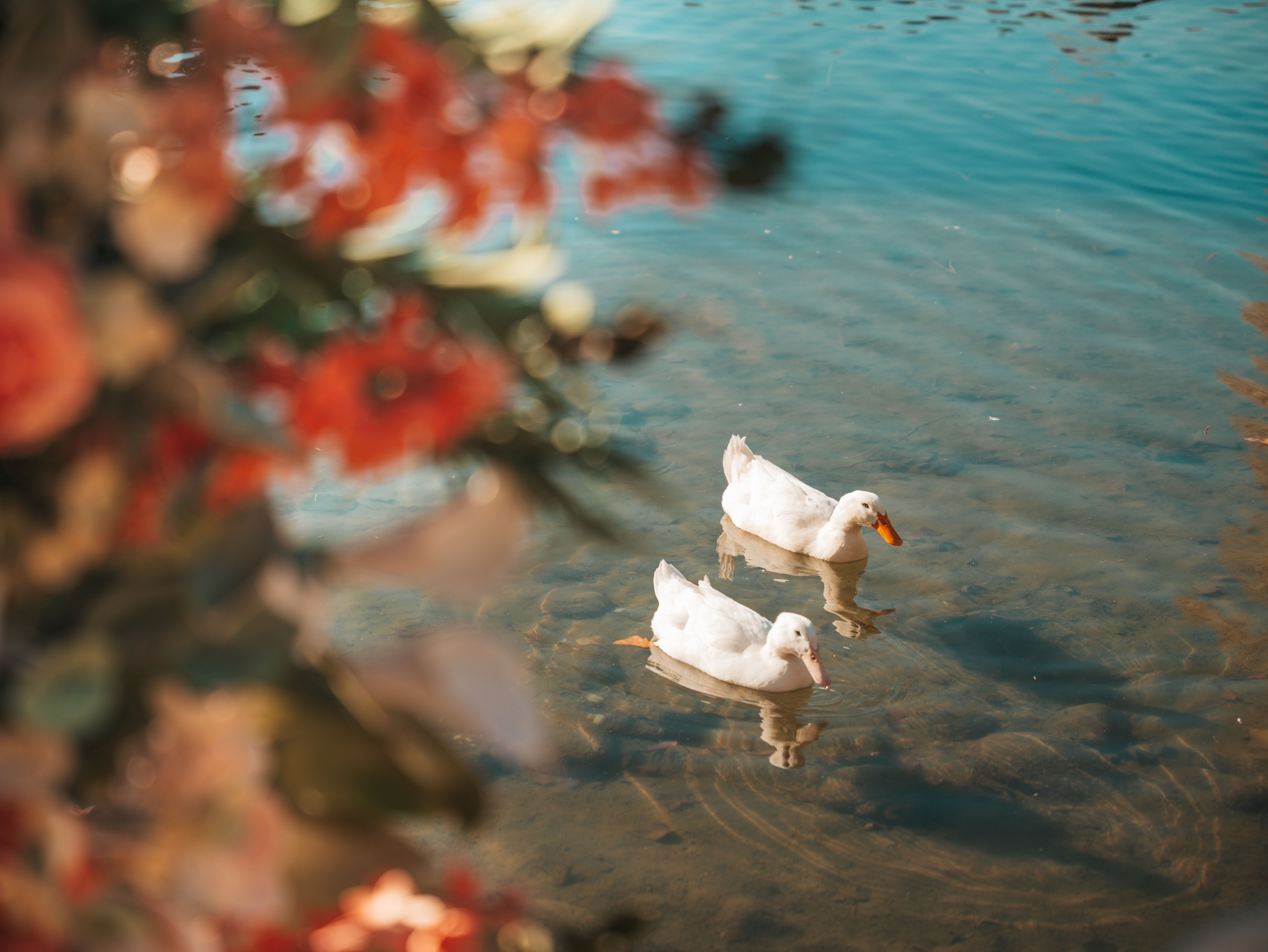 Serene White Ducks in Tranquil Pond Setting · Free Stock Photo
