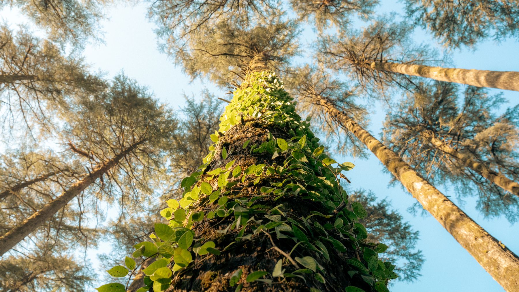 Dhanaulti, Garhwal — Uttarakhand
