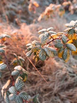 Close-up of frosted leaves catching the sunrise light in a winter meadow