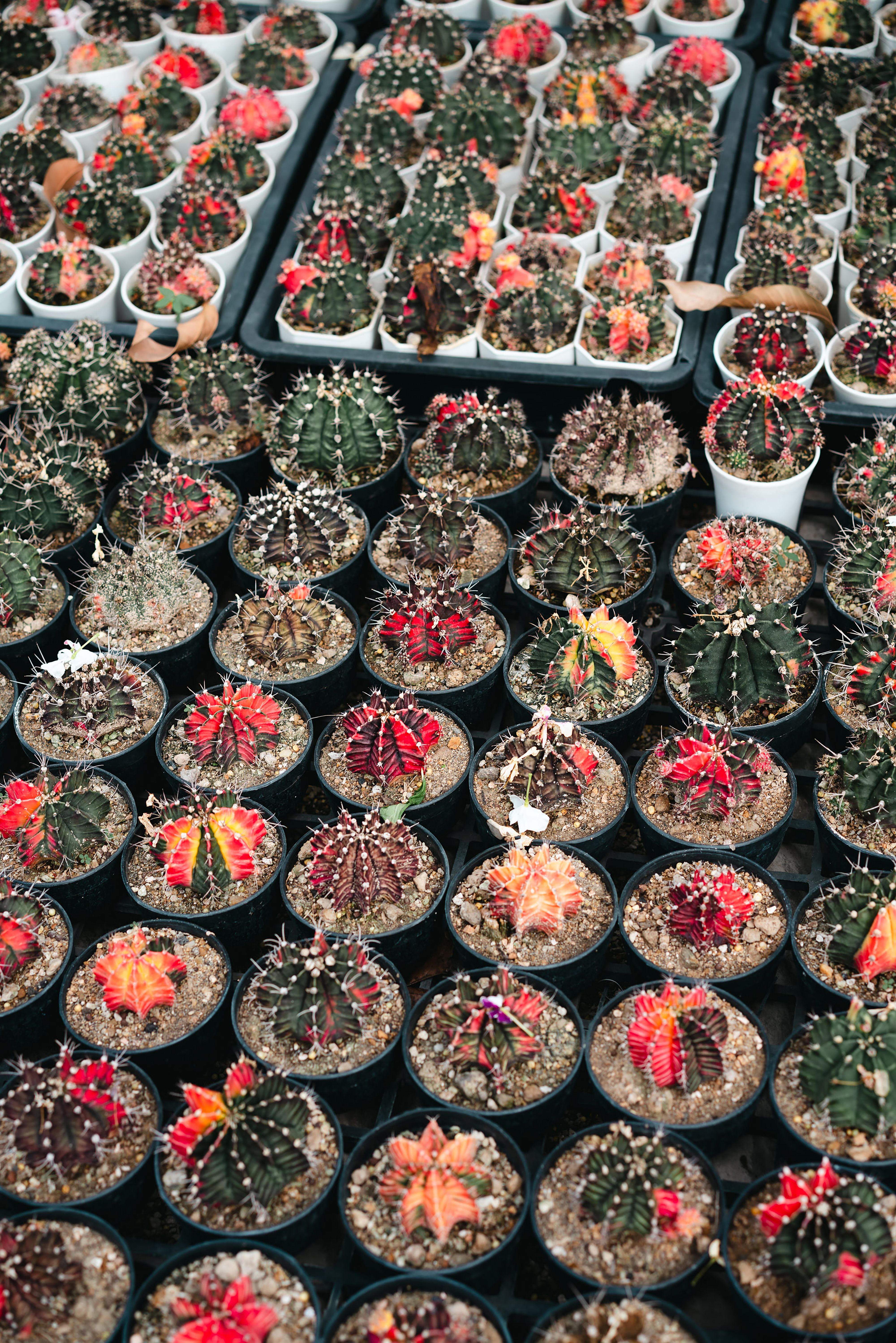 Rows of potted cacti and succulents displayed on the nursery benches at the studio