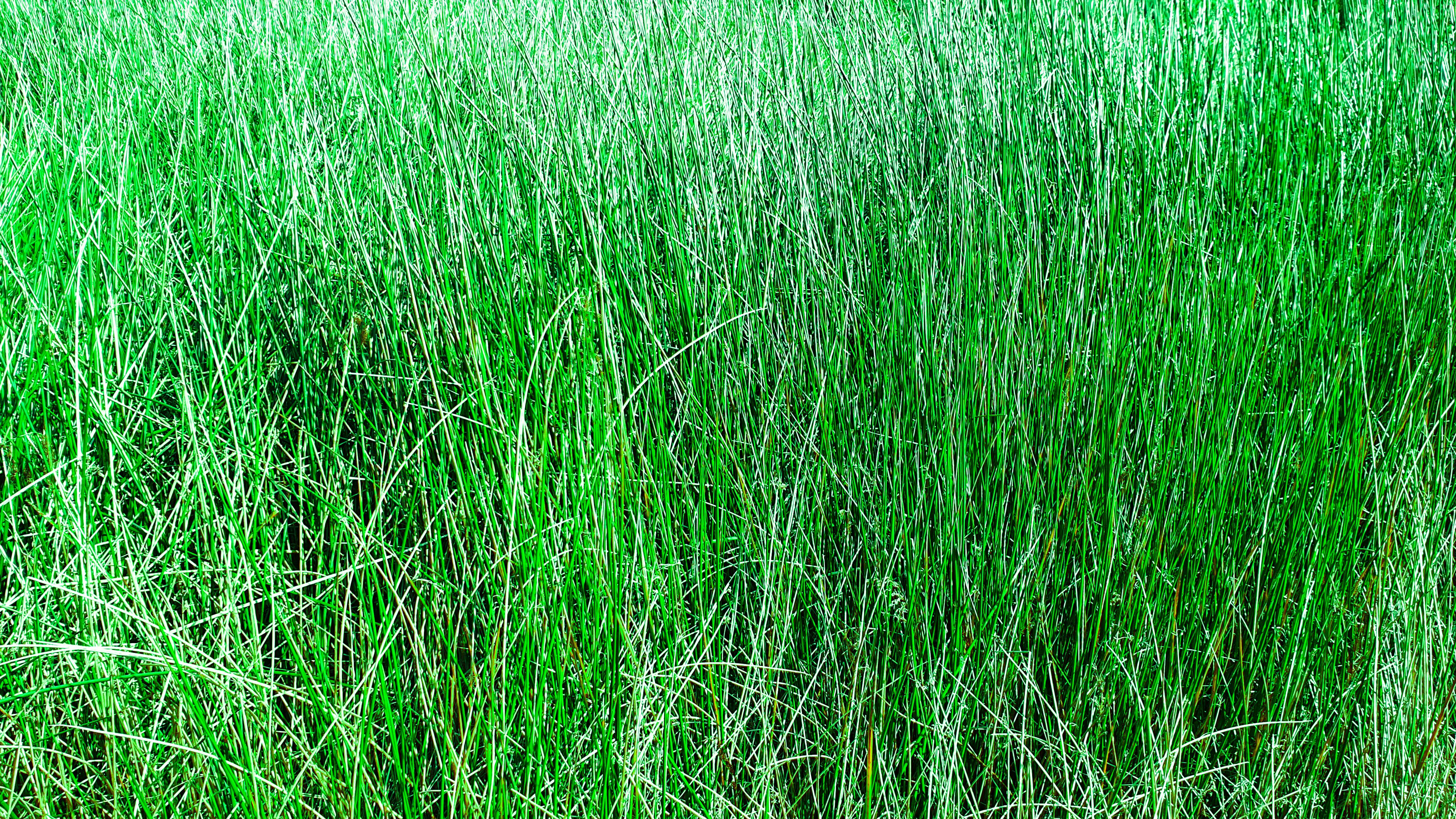 Free stock photo of background, bright green, grass
