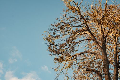 Free A barren tree with sparse leaves set against a vibrant clear blue sky in Istanbul, Turkey, capturing an essence of fall. Stock Photo