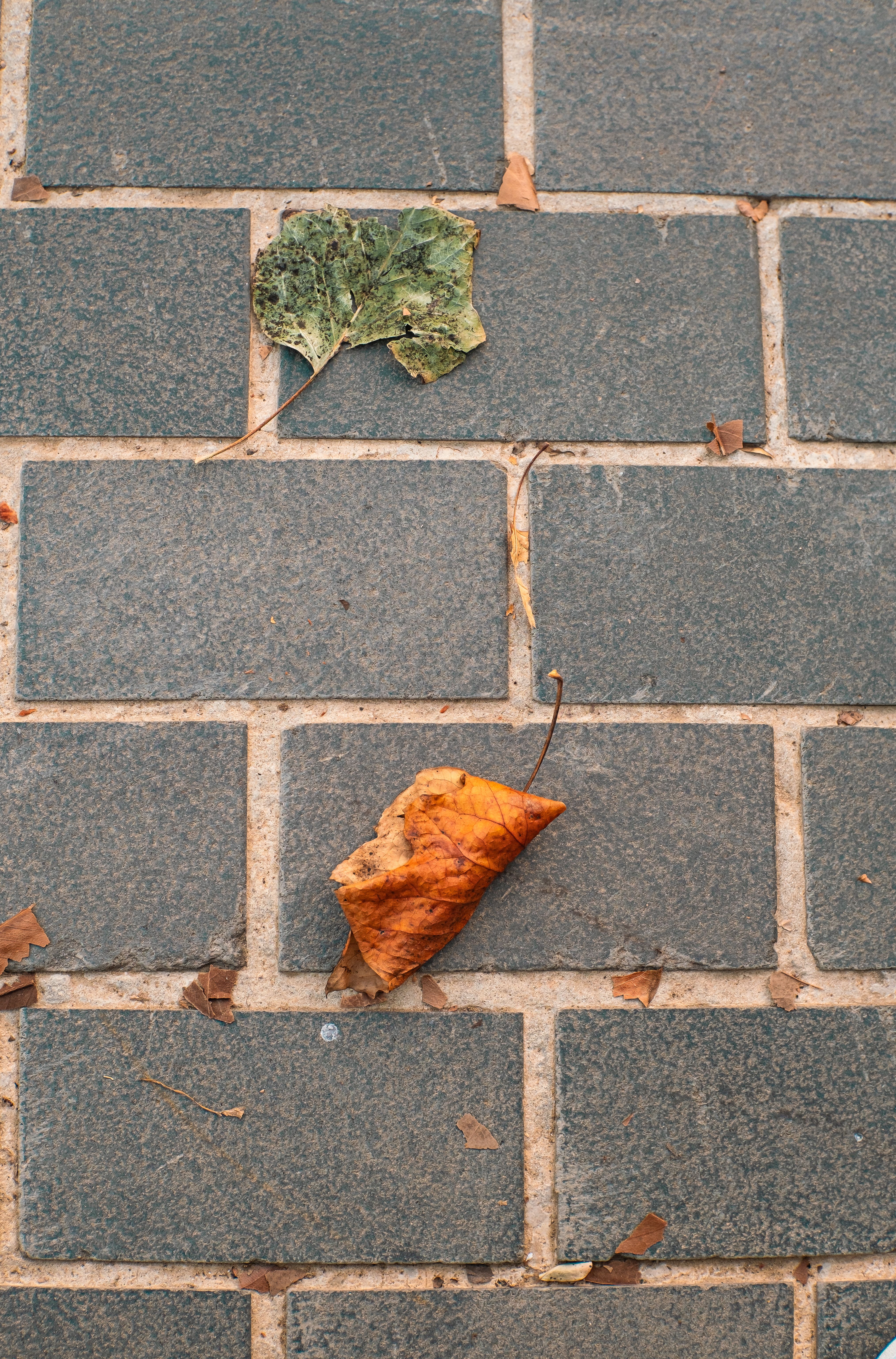 Autumn Leaves on Istanbul Cobblestone Path · Free Stock Photo