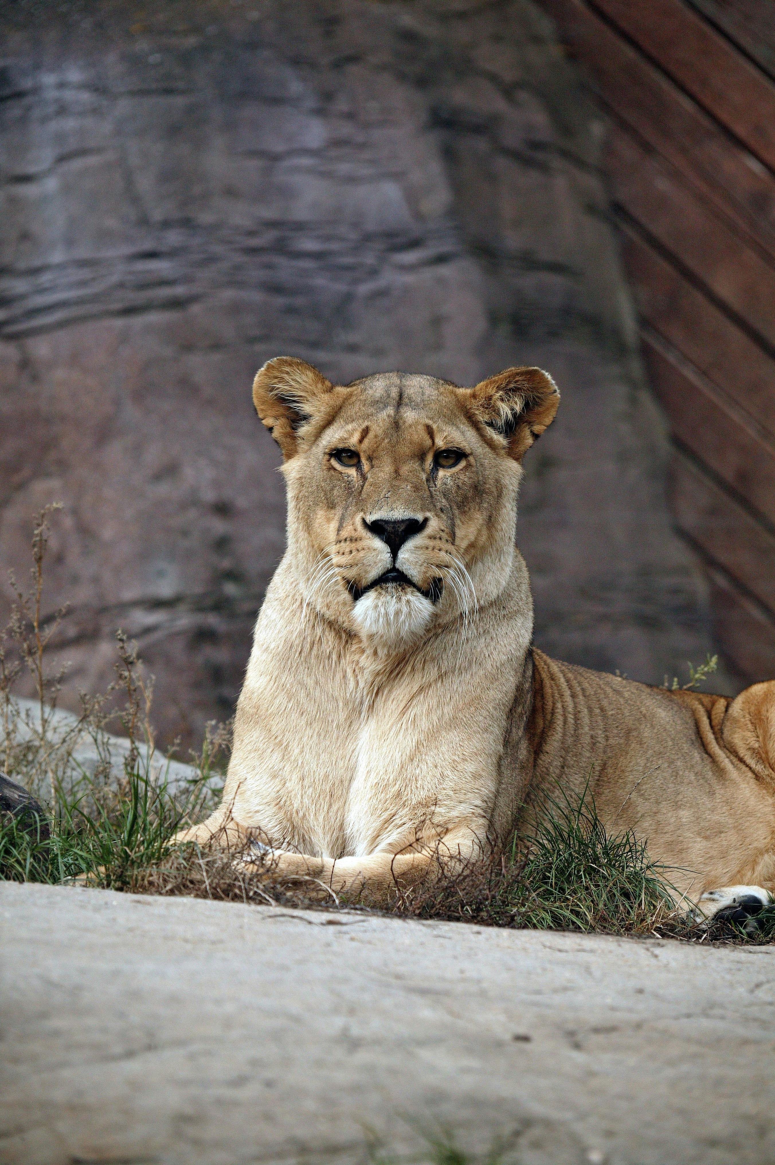 Download Lioness And Lion Phone Wallpaper  Wallpaperscom