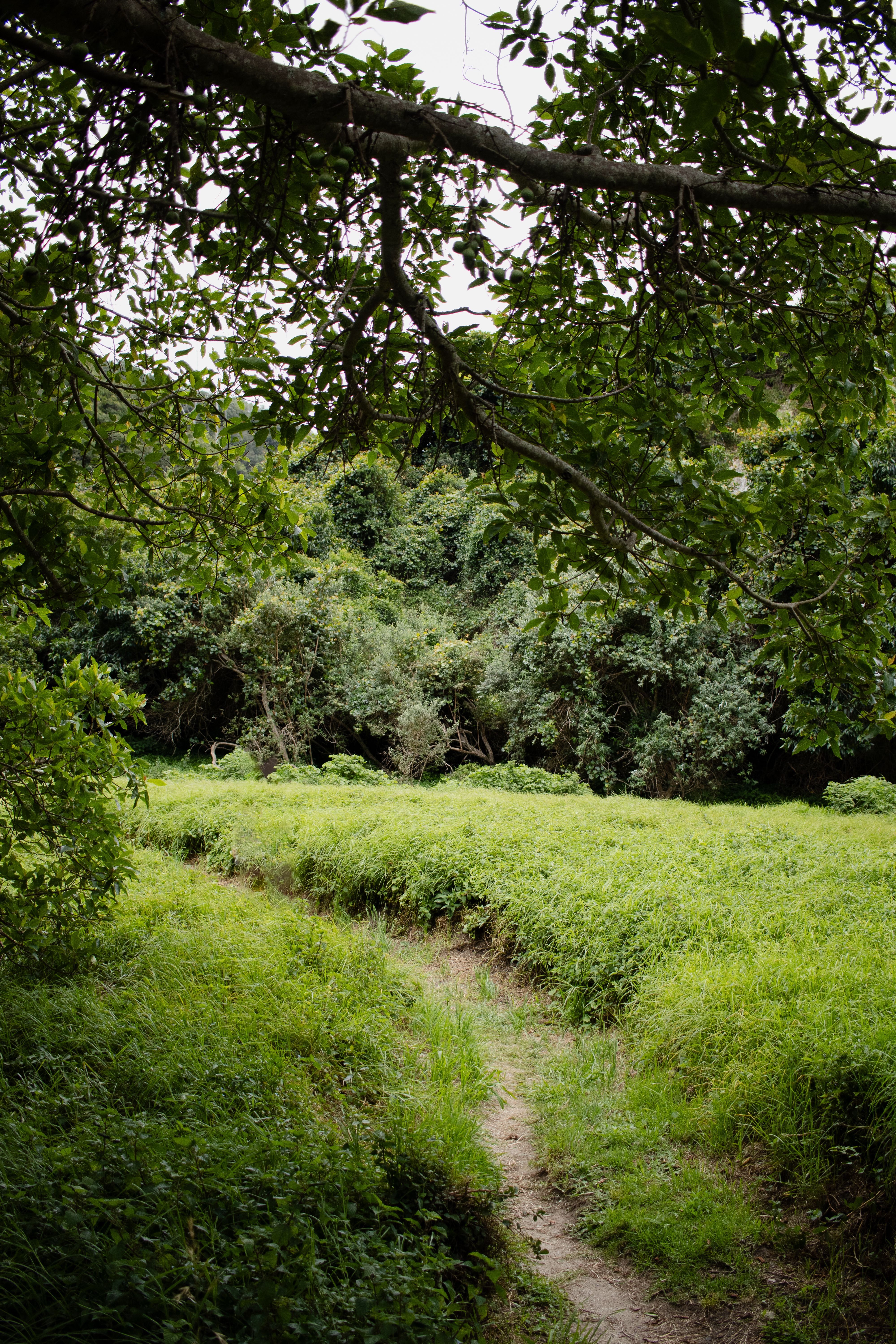 Sendero De Bosque Verde Exuberante En Un Paisaje Sereno · Foto de stock ...