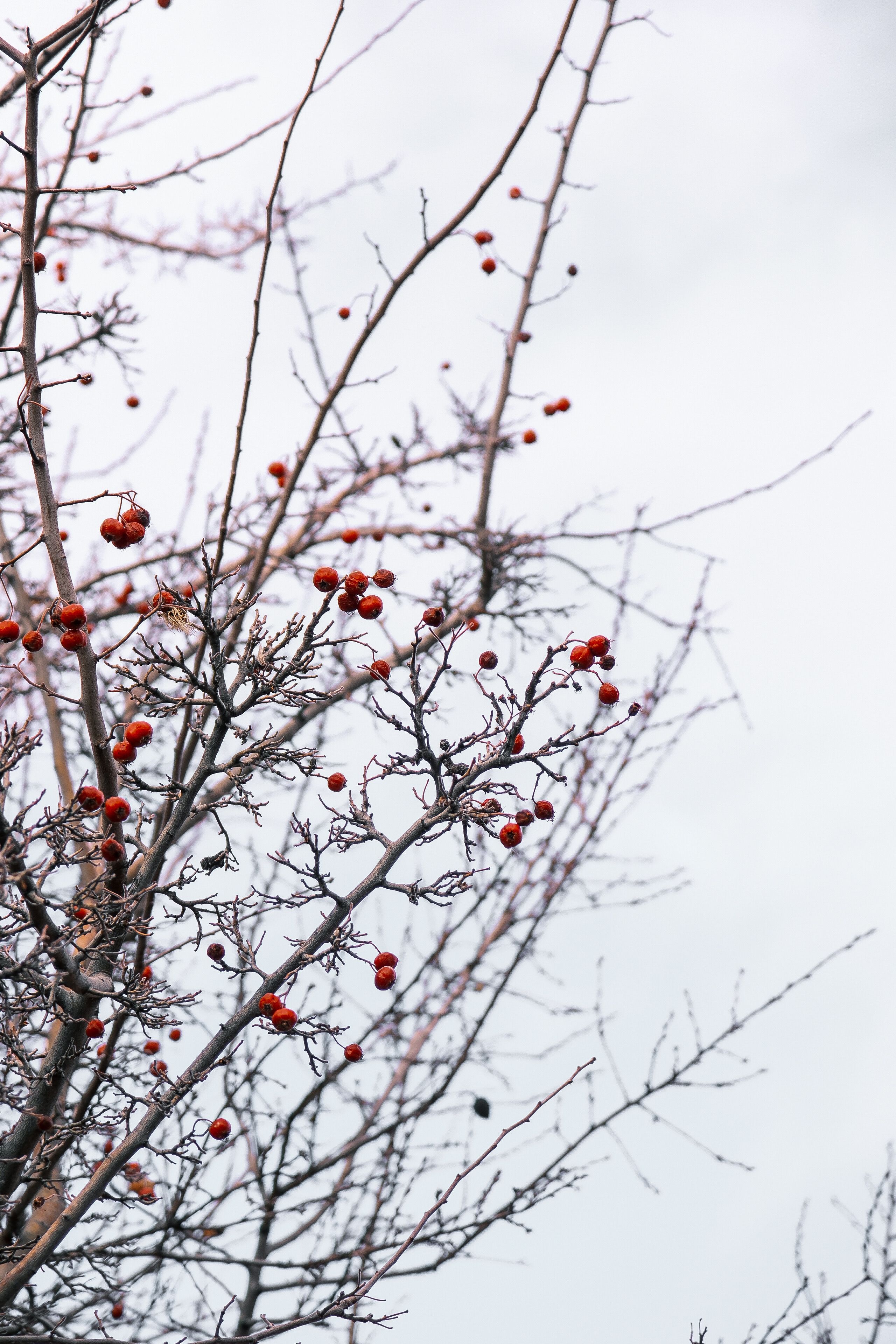Winter Branches with Red Berries Against Sky · Free Stock Photo