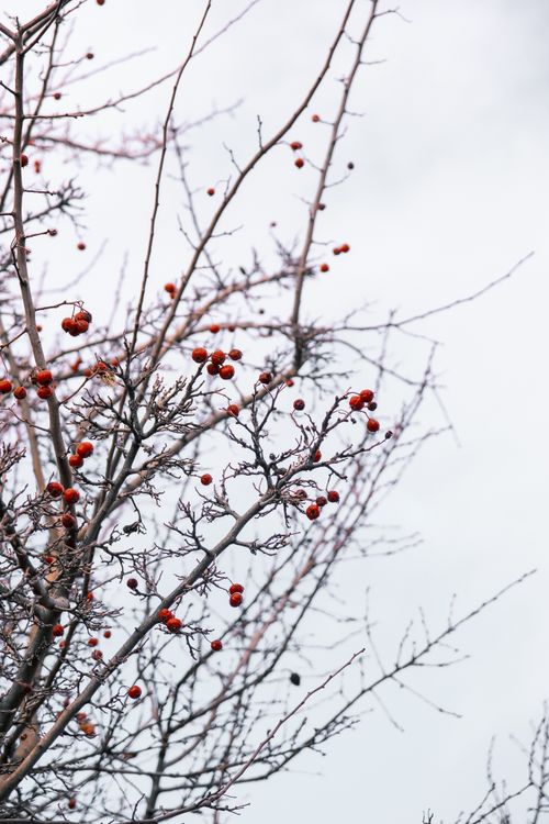 Free Bare branches with bright red berries against a winter sky, capturing serene, natural beauty. Stock Photo