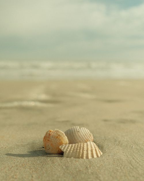 Free A close-up of seashells resting on a sandy beach, with the ocean in the background. Stock Photo