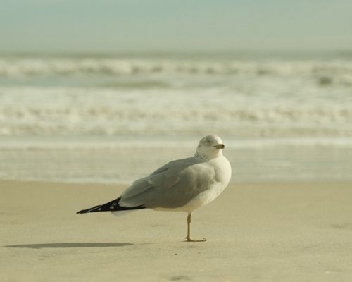 Free A seagull rests gracefully on a sandy beach with gentle waves in the background. Stock Photo