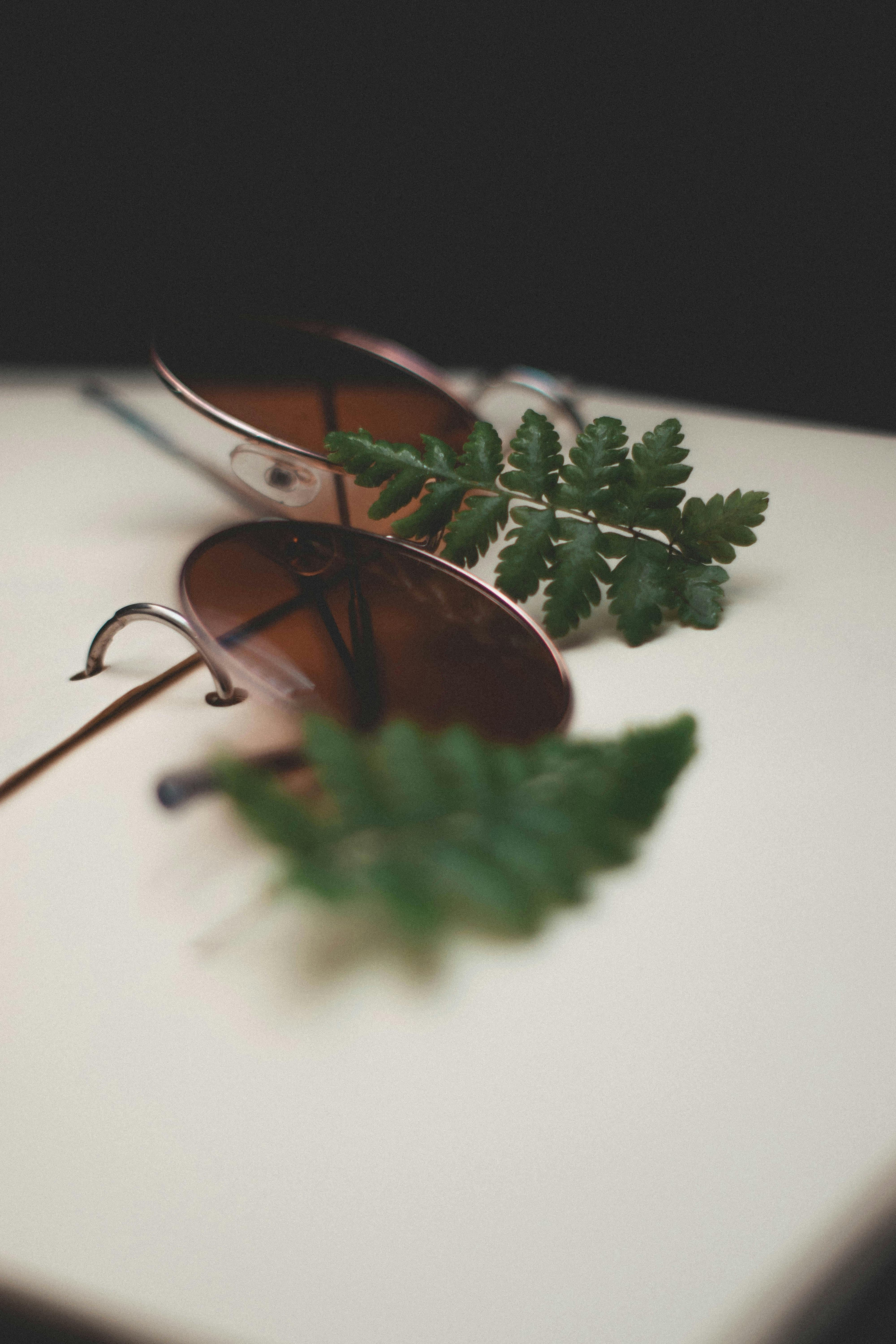 Green Pinnate Leaves On Brown Sunglasses · Free Stock Photo