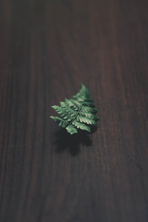 Green Fern Leaf