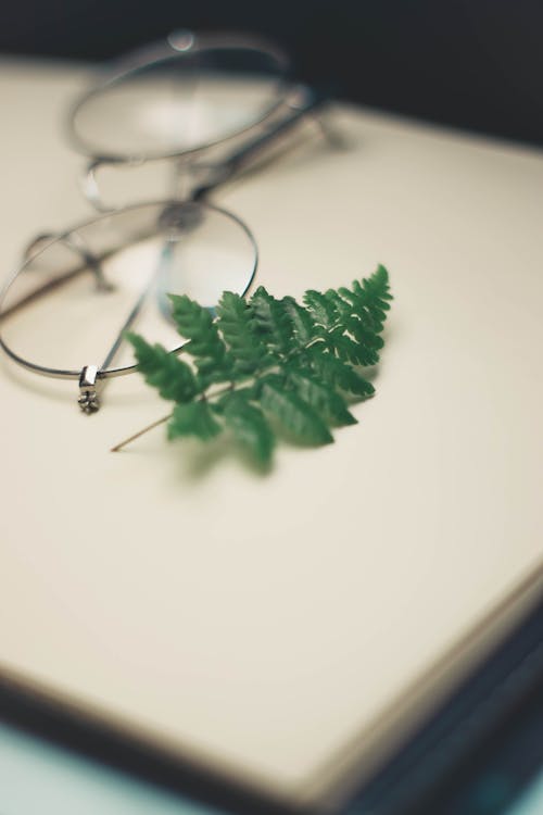 Green Fern Leaf