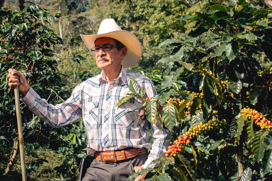 Historia Completa del Café de Especialidad en América Latina: De los Orígenes Coloniales a la Revolución Premium 2026