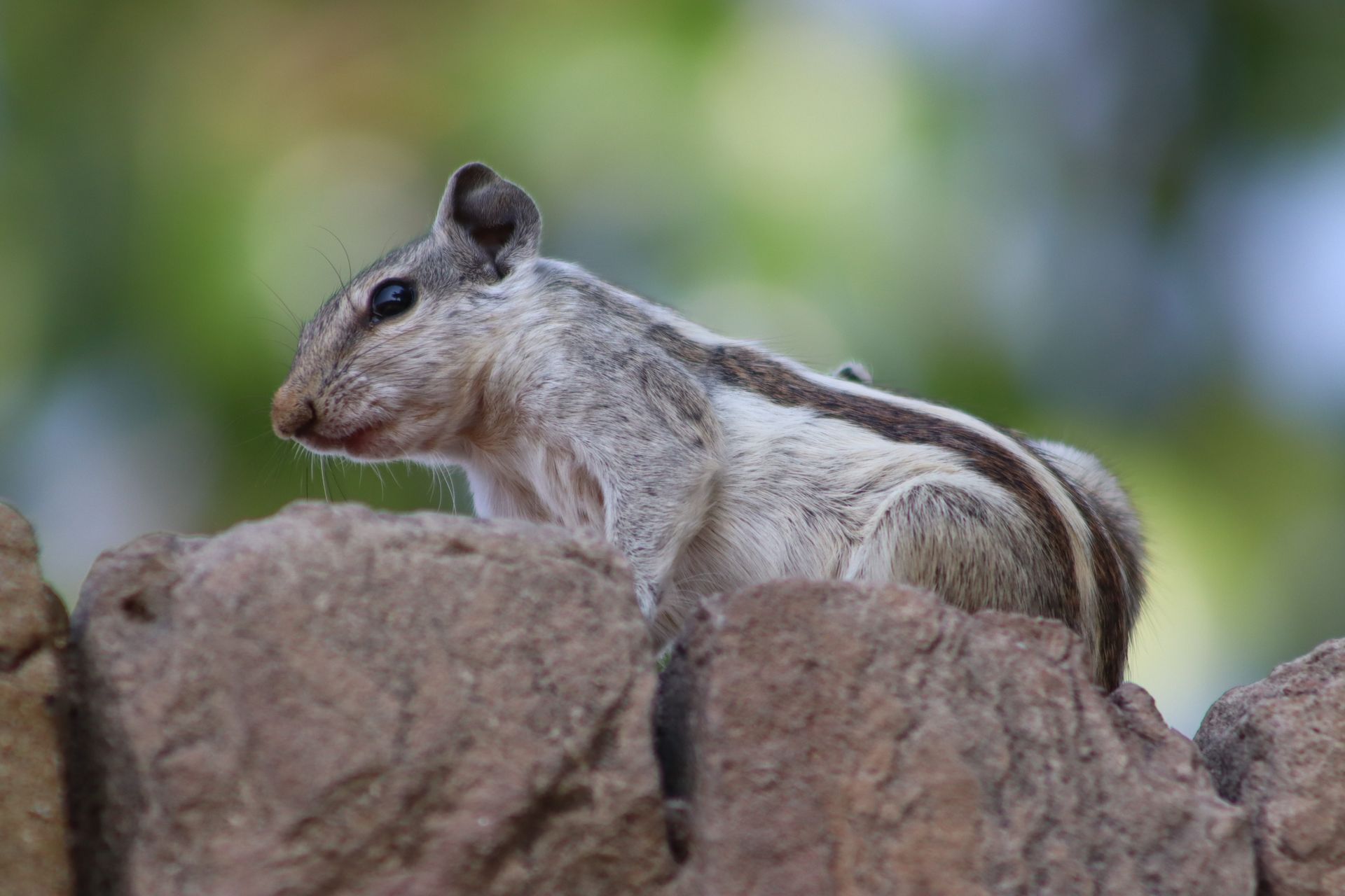 Indian palm squirrel perched on rocks with blurred natural background.