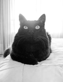 A striking black and white portrait of a black cat with intense eyes, captured indoors on a quilted surface.