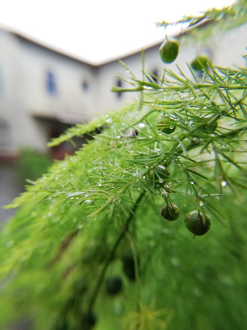 Δωρεάν στοκ φωτογραφιών με bokeh, μετά τη βροχή