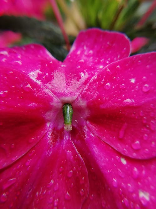 Δωρεάν στοκ φωτογραφιών με μακροφωτογράφιση, μετά τη βροχή, όμορφο λουλούδι