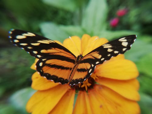 Δωρεάν στοκ φωτογραφιών με smartphone, μακροφωτογράφιση, πεταλούδα