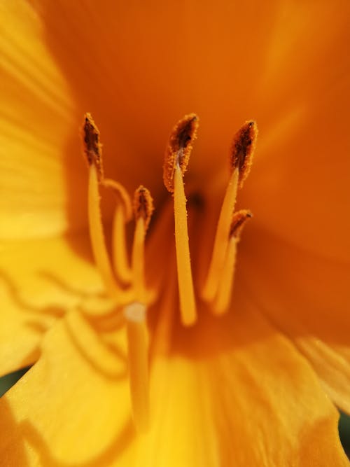 特写摄影黄色花瓣的花和花粉