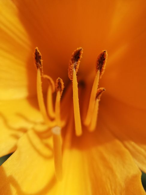 Close-up macro of a bright yellow lily bloom showcasing its stamen and pistil.