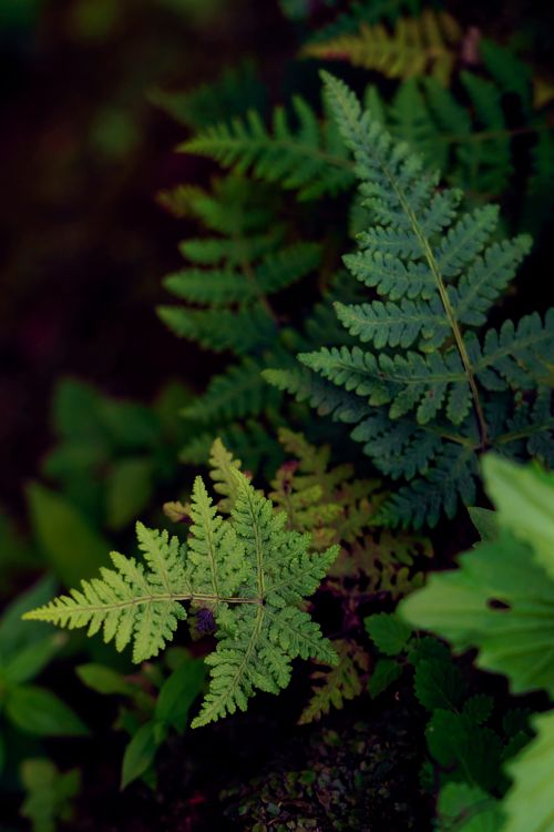 Free Captivating fern leaves showcasing lush greenery and natural beauty in a serene forest. Stock Photo
