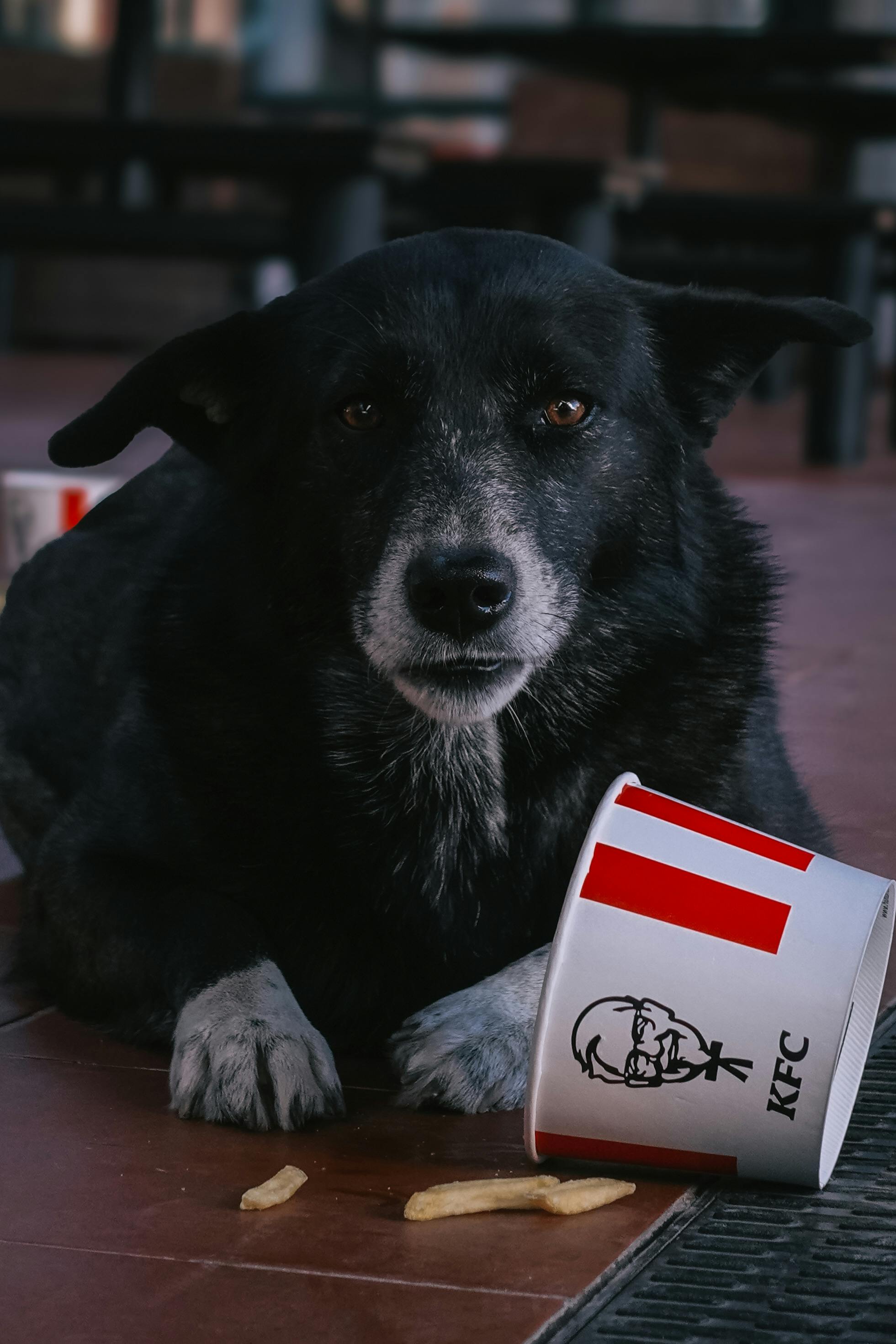 Dog eating KFC