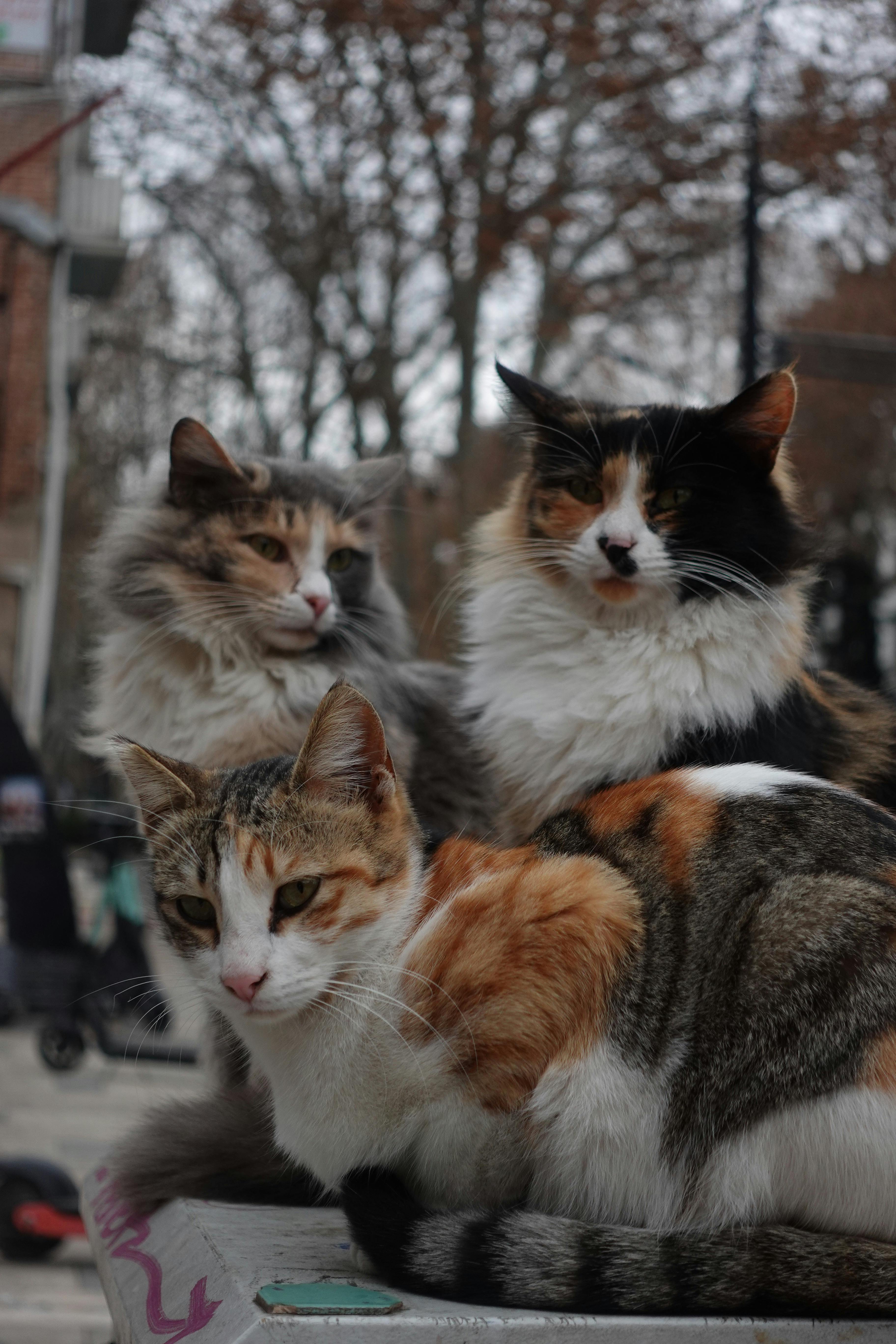 trio of furry cats relaxing outdoors