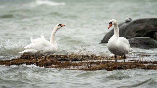 Free Elegant white swans standing on a rocky lakeside amidst gentle waves. Stock Photo