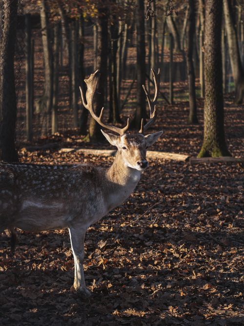 Free Elegant fallow deer standing in a sunlit forest in Kocaeli, Türkiye, amidst fallen autumn leaves. Stock Photo