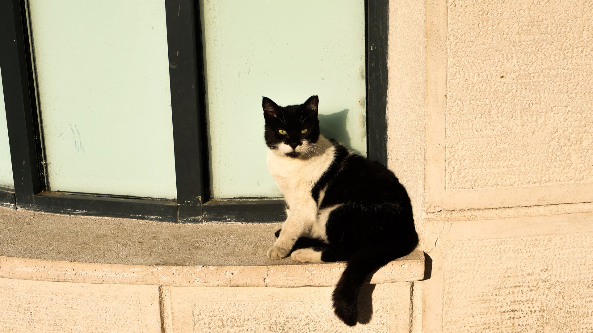 A black and white cat sits by a window on a sunny day, casting a silhouette on the wall.