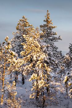 Sunlit pine trees covered in snow during a winter day create a serene forest scene.