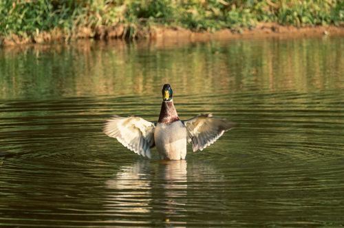 Free A mallard duck stretches its wings on a serene pond in France, showcasing nature's beauty. Stock Photo
