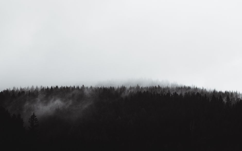 Moody black and white image of a foggy forest in Saxony, Germany.