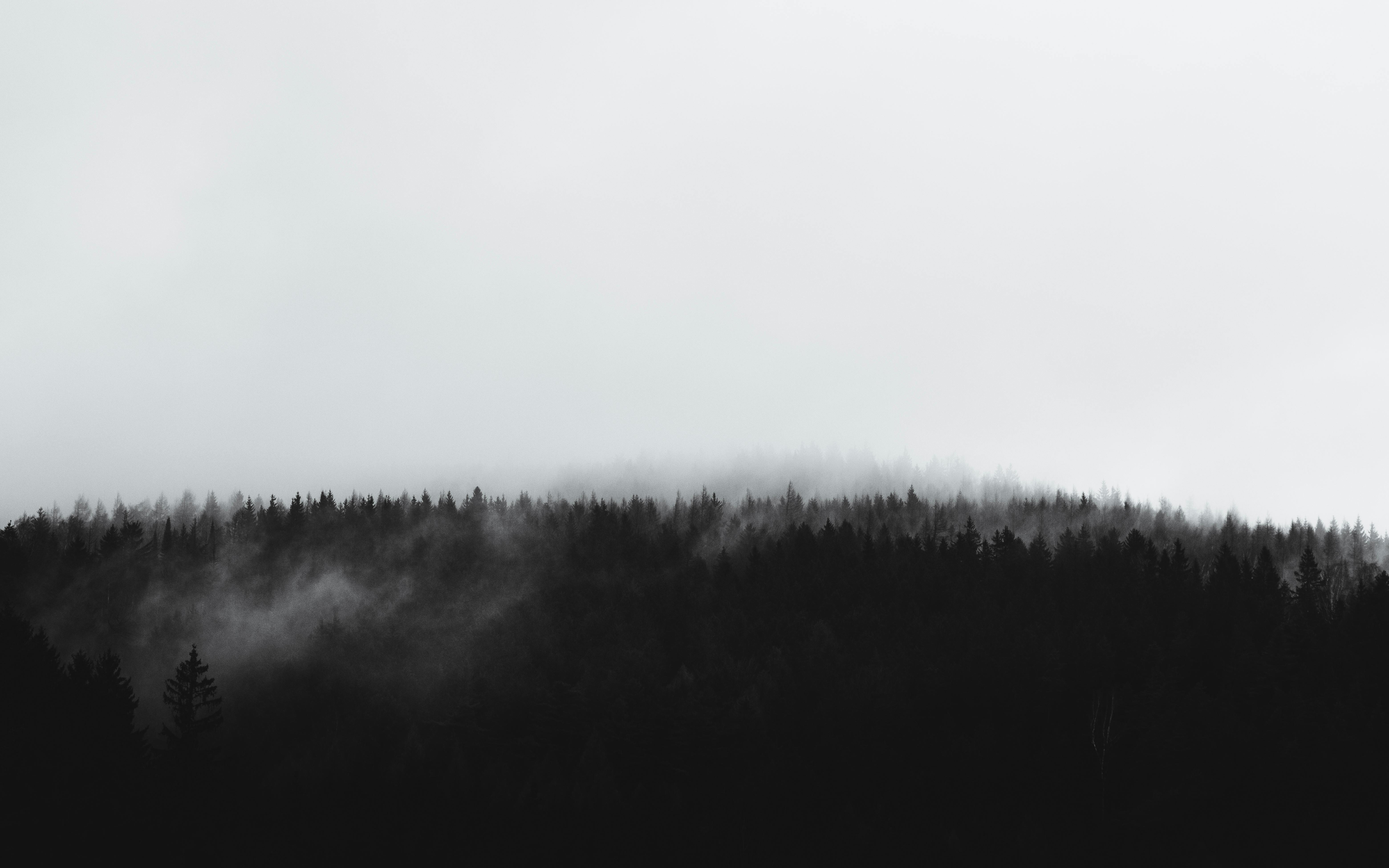 Gratuit Imagine alb-negru moody a unei păduri cețoase din Saxonia, Germania. Fotografie de stoc